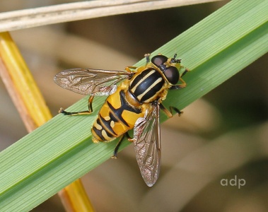 Helophilus pendulus, female, Alan Prowse